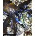 画像5: WILD CHASE 3.0号 モンスターブラック[特注:EGI MANIACS]