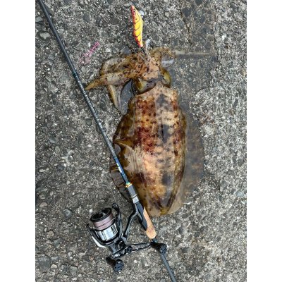 画像4: 【お試し価格】新規格 X8-PE 0.6-300m ORANGE&SMOKE SHIELD【1m-80cmSS/20cmOR】