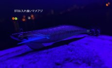 画像2: WILD CHASE/B-TR 3.5号 30ｇ/BT06/入れ食いマメアジ (2)