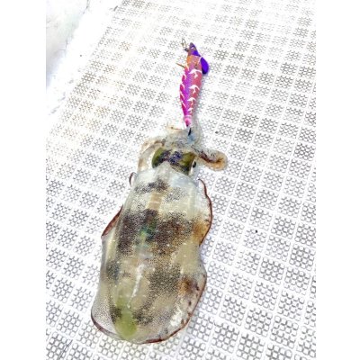 画像4: WILD CHASE/B-TR 3.0号 25ｇ/モンスターピンク [特注:EGI MANIACS]