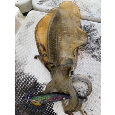 画像3: WILD CHASE/B-TR 3.0号 25ｇ/モンスターブラック [特注:EGI MANIACS]