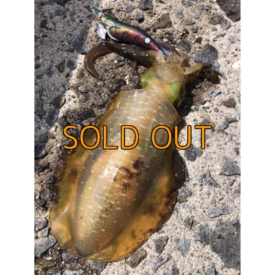 画像9: WILD CHASE 3.5号RT(ラトル) モンスターブラック[特注:EGI MANIACS]