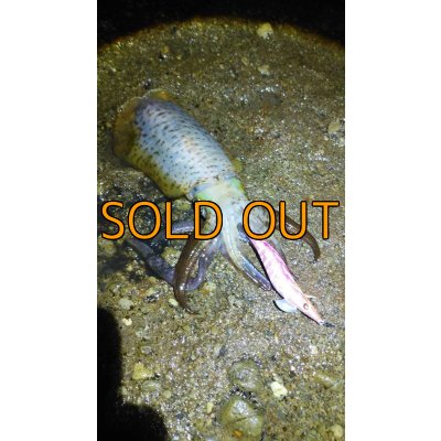 画像10: WILDCHASE 3.5号シャローtune / モンスターピンク[特注:EGI MANIACS]