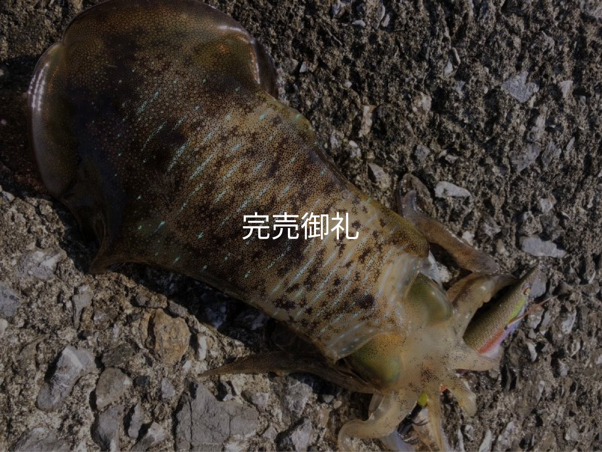 画像3: WILD CHASE 3.5号 いけるでレッド[特注:87works] (3)