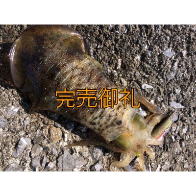 画像3: WILD CHASE 3.5号 いけるでレッド[特注:87works]