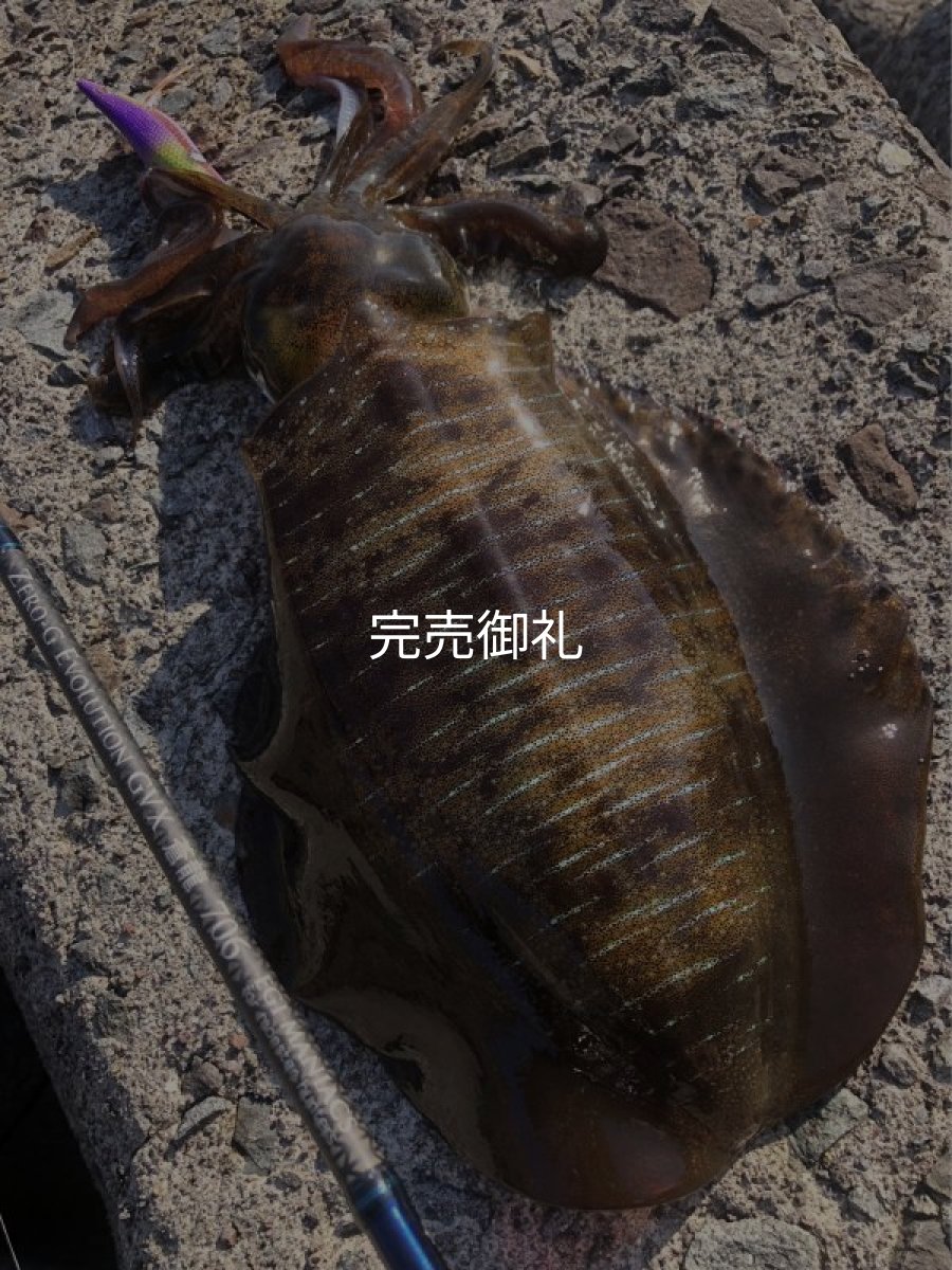 画像4: WILD CHASE 3.5号ほなけんパープル[特注:87works] (4)