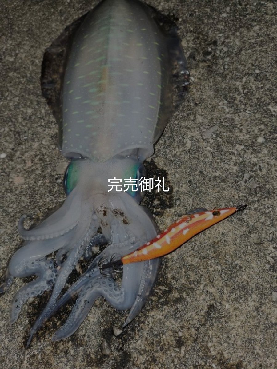 画像17: WILDCHASE 3.0号RTラトル / 斑赤龍/RED GLOW搭載[特注:EGI MANIACS] (17)