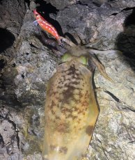 画像15: WILDCHASE 3.5号 / 斑赤龍/RED GLOW搭載[特注:EGI MANIACS] (15)