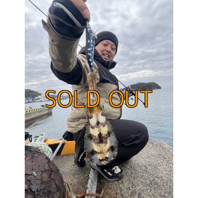 画像12: WILDCHASE 3.5号/ 斑黒龍/RED GLOW搭載[特注:EGI MANIACS]