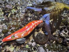 画像14: WILDCHASE 3.5号 / 斑赤龍/RED GLOW搭載[特注:EGI MANIACS] (14)