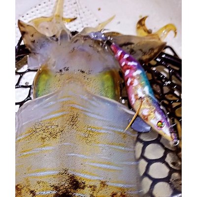 画像6: WILDCHASE 3.5号/ 斑紫龍[特注:EGI MANIACS]