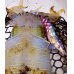 画像14: WILDCHASE 3.0号RTラトル/ 斑紫龍[特注:EGI MANIACS]