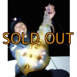 WILDCHASE 3.5号/ 斑紫龍[特注:EGI MANIACS]