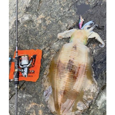 画像5: WILDCHASE 3.5号/ 斑紫龍[特注:EGI MANIACS]