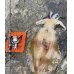 画像13: WILDCHASE 3.0号RTラトル/ 斑紫龍[特注:EGI MANIACS]