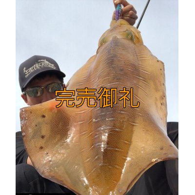画像2: WILDCHASE 3.0号/ 斑紫龍[特注:EGI MANIACS]