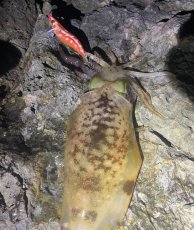画像9: WILDCHASE 3.5号 / 斑赤龍/RED GLOW搭載[特注:EGI MANIACS] (9)