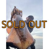 WILDCHASE 3.5号/ 斑黒龍/RED GLOW搭載[特注:EGI MANIACS]