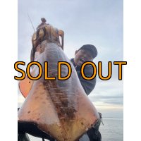 WILDCHASE 3.5号/ 斑黒龍/RED GLOW搭載[特注:EGI MANIACS]