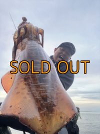 WILDCHASE 3.5号/ 斑黒龍/RED GLOW搭載[特注:EGI MANIACS]