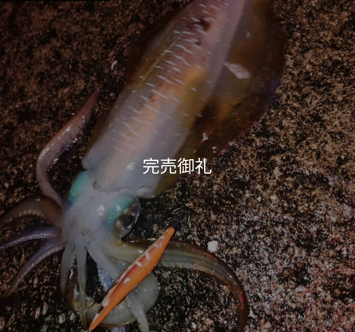 画像13: WILDCHASE 3.0号RTラトル / 斑赤龍/RED GLOW搭載[特注:EGI MANIACS] (13)