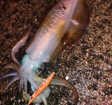 画像11: WILDCHASE 3.5号 / 斑赤龍/RED GLOW搭載[特注:EGI MANIACS] (11)