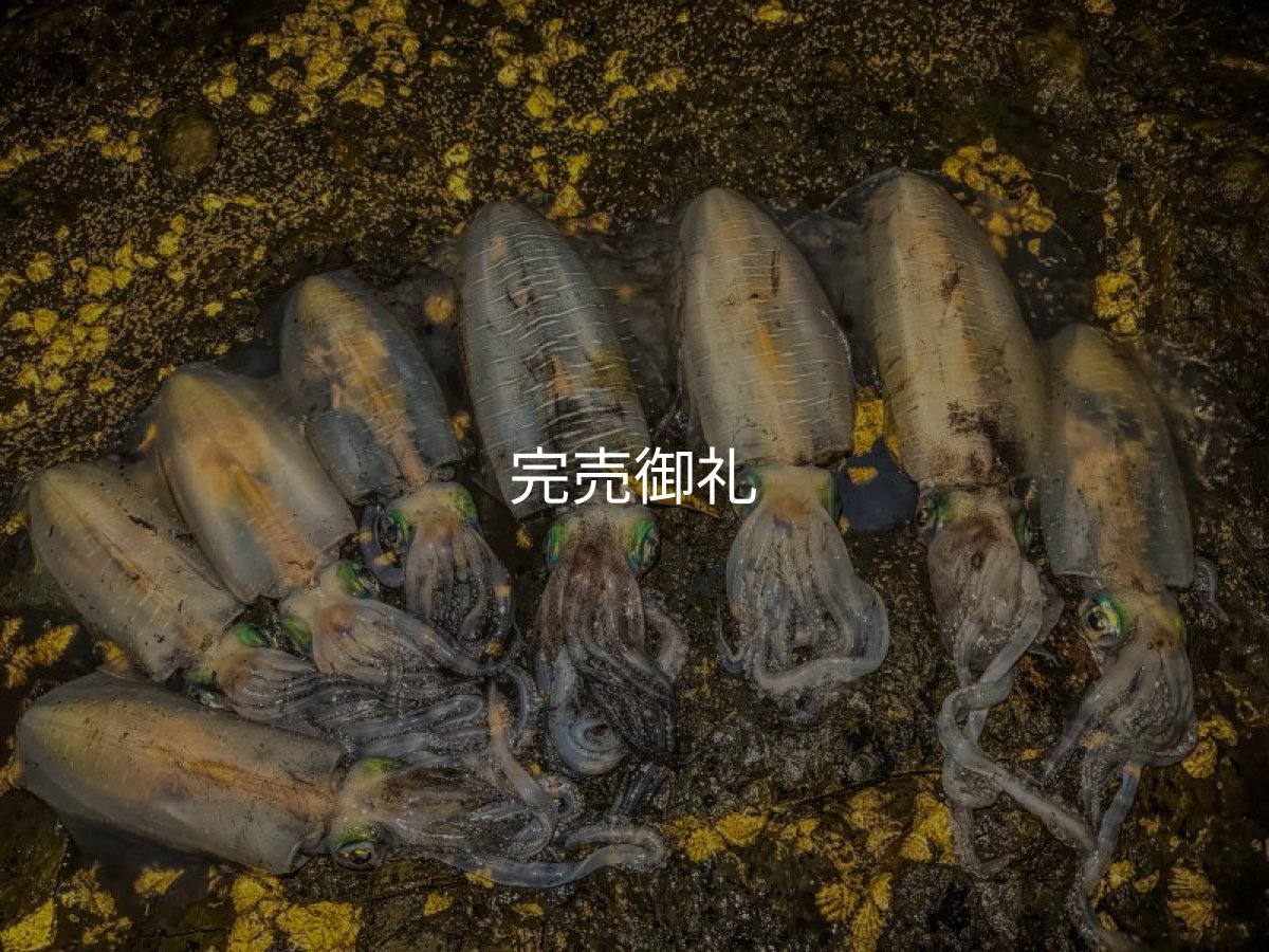 画像27: WILDCHASE 3.0号RTラトル /俺のGOLDパイソン/[特注:EGI MANIACS] (27)