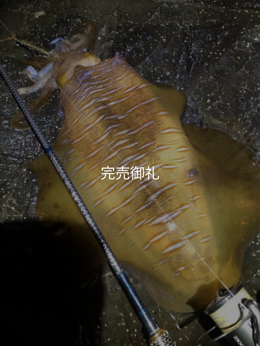 画像16: WILDCHASE 3.5号シャローtune /俺のGOLDパイソン/[特注:EGI MANIACS] (16)