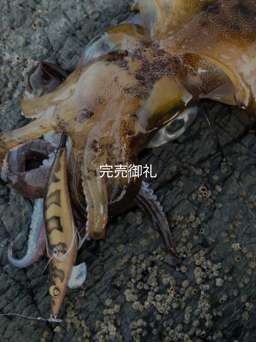 画像25: WILDCHASE 3.0号RTラトル /俺のGOLDパイソン/[特注:EGI MANIACS] (25)