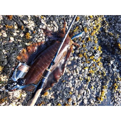 画像10: WILDCHASE 3.5号/ブルーパイソン/スポットGLOW[特注:EGI MANIACS]