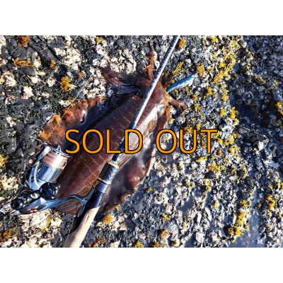 画像10: WILDCHASE 3.5号/ブルーパイソン/スポットGLOW[特注:EGI MANIACS]