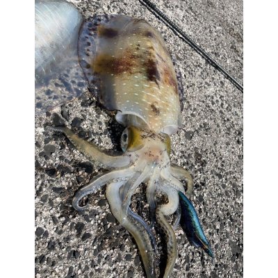 画像7: WILDCHASE 3.5号/ブルーパイソン/スポットGLOW[特注:EGI MANIACS]