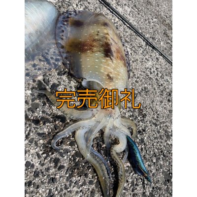 画像7: WILDCHASE 3.0号/ブルーパイソン/スポットGLOW[特注:EGI MANIACS]