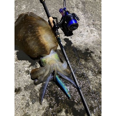 画像13: WILDCHASE 3.5号/ブルーパイソン/スポットGLOW[特注:EGI MANIACS]