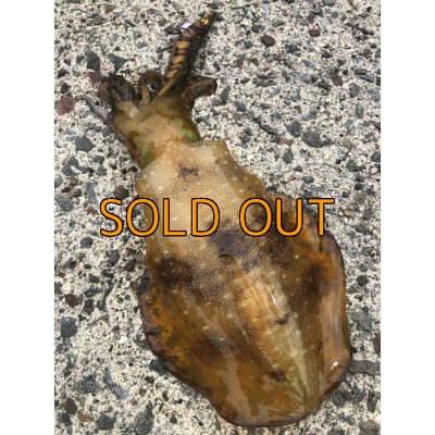 画像21: WILDCHASE 3.5号 /俺のGOLDパイソン/[特注:EGI MANIACS]