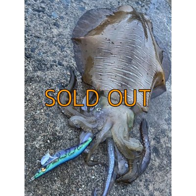 画像12: WILDCHASE 3.5号/ブルーパイソン/スポットGLOW[特注:EGI MANIACS]