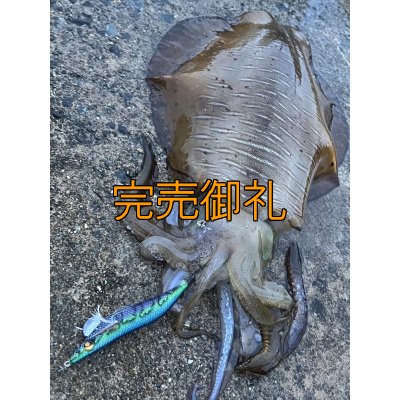 画像12: WILDCHASE 3.0号/ブルーパイソン/スポットGLOW[特注:EGI MANIACS]