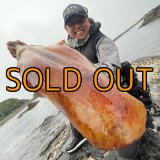 WILDCHASE 3.5号/ブルーパイソン/スポットGLOW[特注:EGI MANIACS]