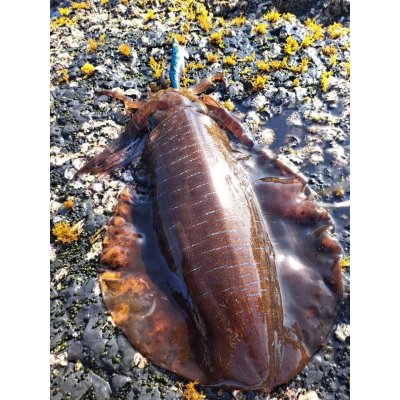 画像6: WILDCHASE 3.5号/ブルーパイソン/スポットGLOW[特注:EGI MANIACS]