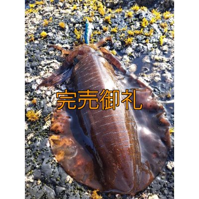 画像6: WILDCHASE 3.0号/ブルーパイソン/スポットGLOW[特注:EGI MANIACS]