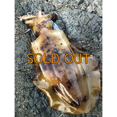 画像20: WILDCHASE 3.5号 /俺のGOLDパイソン/[特注:EGI MANIACS]