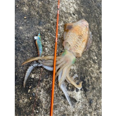 画像8: WILDCHASE 3.5号 /セナキスパイソン/UV[特注:EGI MANIACS]