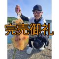WILDCHASE 3.0号 /セナキスパイソン/UV[特注:EGI MANIACS]