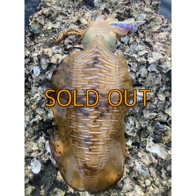 画像6: WILDCHASE 3.5号 /セナキスパイソン/UV[特注:EGI MANIACS]