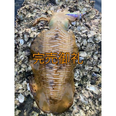 画像6: WILDCHASE 3.0号 /セナキスパイソン/UV[特注:EGI MANIACS]