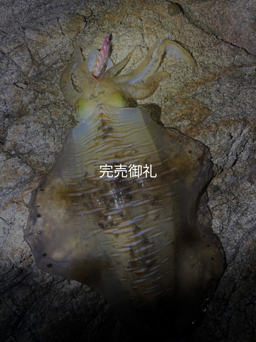 画像8: WILD CHASE 3.0号RTラトル モンスターオレンジ[特注:EGI MANIACS] (8)