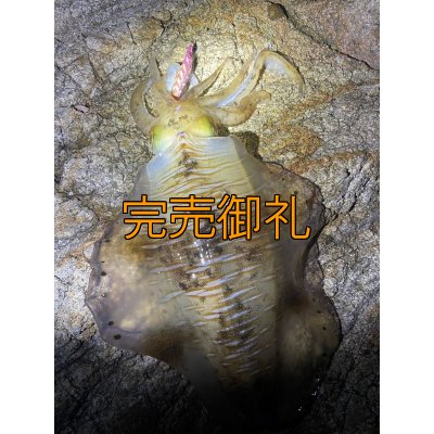 画像5: WILD CHASE 3.0号 モンスターオレンジ[特注:EGI MANIACS]