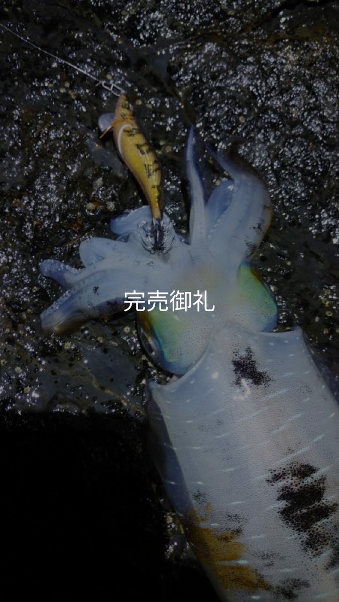 画像24: WILDCHASE 3.0号 /俺のGOLDパイソン/[特注:EGI MANIACS] (24)
