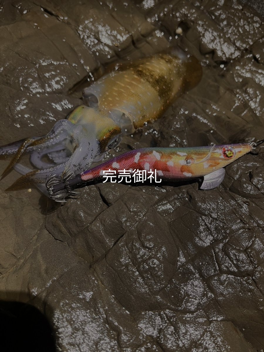 画像8: WILDCHASE 3.0号RTラトル/ 斑紫龍[特注:EGI MANIACS] (8)