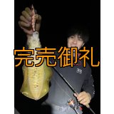 WILD CHASE 3.0号RTラトル モンスターオレンジ[特注:EGI MANIACS]